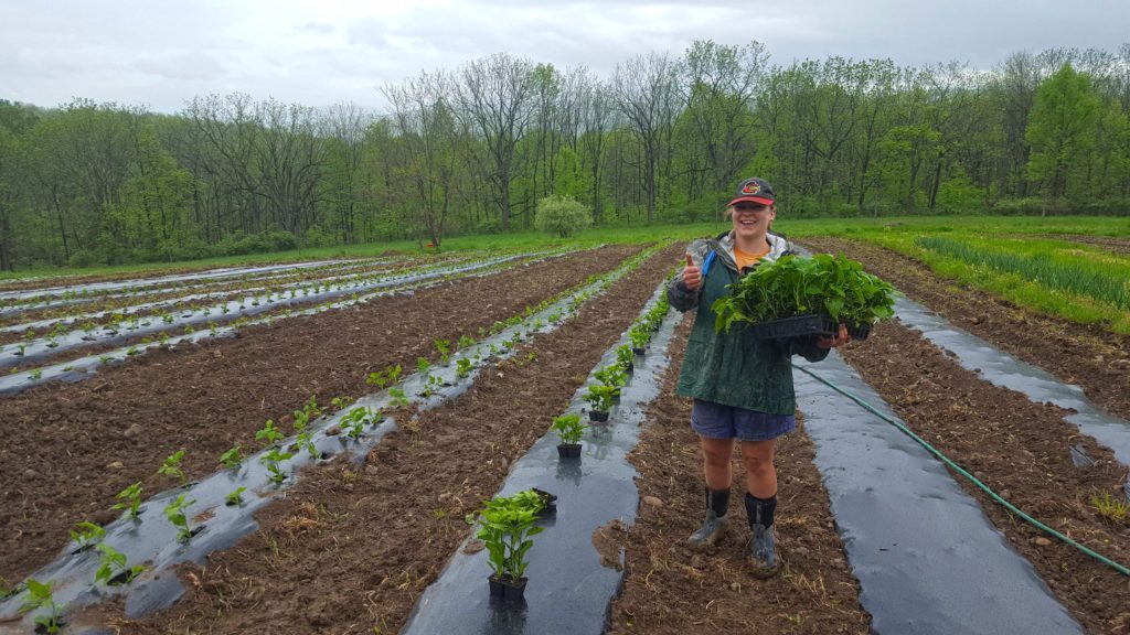 Spring Awakening: The Dirt on Planting 9,000 Peppers in 7 Days